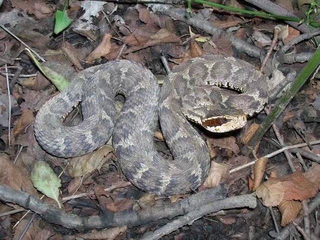 Short-tailed Mamushi from 中国北京市延庆区 on August 21, 2009 by Scott Lupien ...