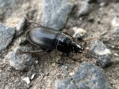 Harpalus calceatus