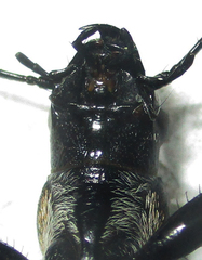 Piezia axillaris
