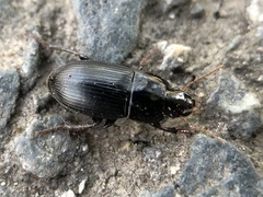 Harpalus calceatus