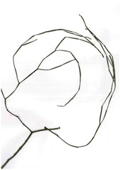 Viscum articulatum