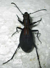 Piezia axillaris