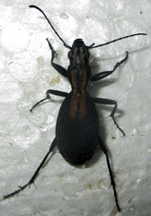 Piezia axillaris