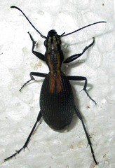 Piezia axillaris
