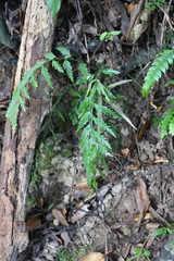 Asplenium appendiculatum