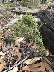 Pultenaea reflexifolia