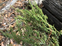 Pultenaea reflexifolia