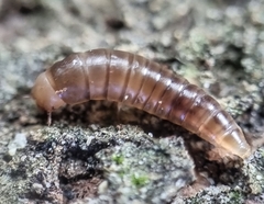Ceropria superba