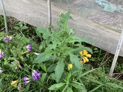 Erechtites hieraciifolius cacaloides