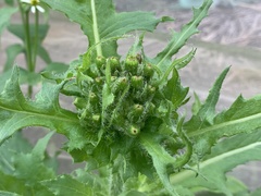 Erechtites hieraciifolius cacaloides