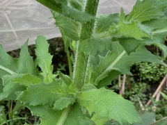 Erechtites hieraciifolius cacaloides