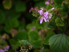 Pelargonium graveolens