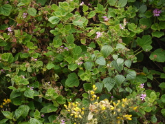 Pelargonium graveolens