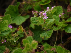 Pelargonium graveolens