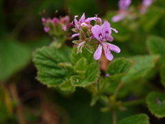 Pelargonium graveolens