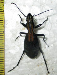 Piezia axillaris