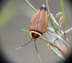 Ellipsidion reticulatum