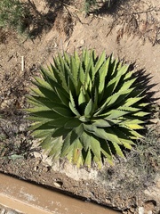 Agave obscura