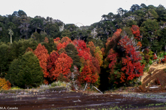 Nothofagus alpina