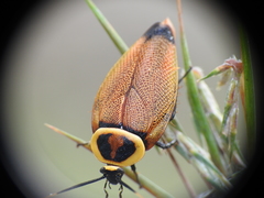 Ellipsidion reticulatum
