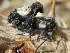 Pogonocherus dimidiatus