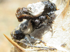 Pogonocherus dimidiatus