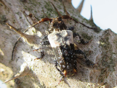 Pogonocherus dimidiatus