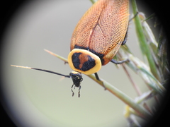 Ellipsidion reticulatum