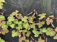 Vitis ficifolia