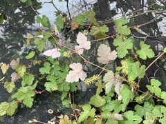 Vitis ficifolia