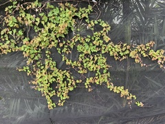 Vitis ficifolia