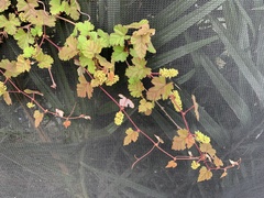 Vitis ficifolia