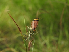 Ellipsidion reticulatum