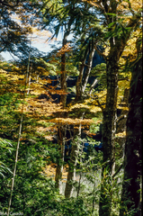 Nothofagus alpina