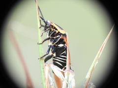 Ellipsidion reticulatum