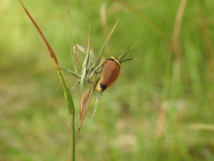 Ellipsidion reticulatum