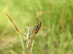 Ellipsidion reticulatum