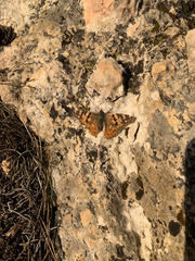 Vanessa cardui
