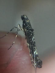 Conopomorpha cyanospila