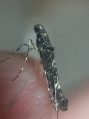 Conopomorpha cyanospila