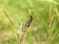 Ellipsidion reticulatum