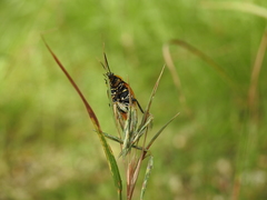 Ellipsidion reticulatum