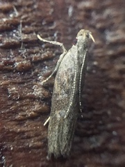 Eutorna phaulocosma