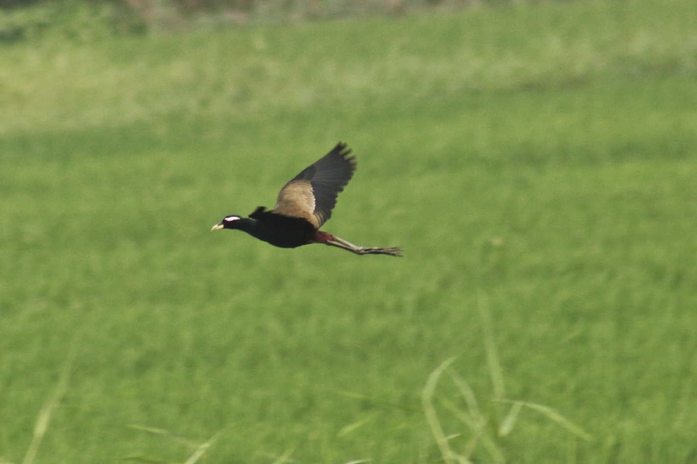 Bronze-winged Jacana