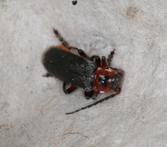 Cantharis rustica