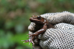 Lithobates sierramadrensis