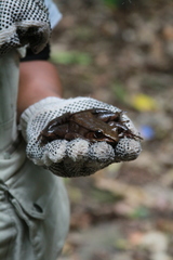 Lithobates sierramadrensis