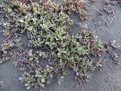 Portulaca oleracea