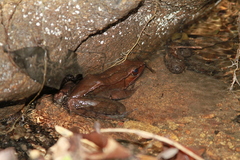 Lithobates sierramadrensis
