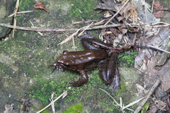 Lithobates sierramadrensis